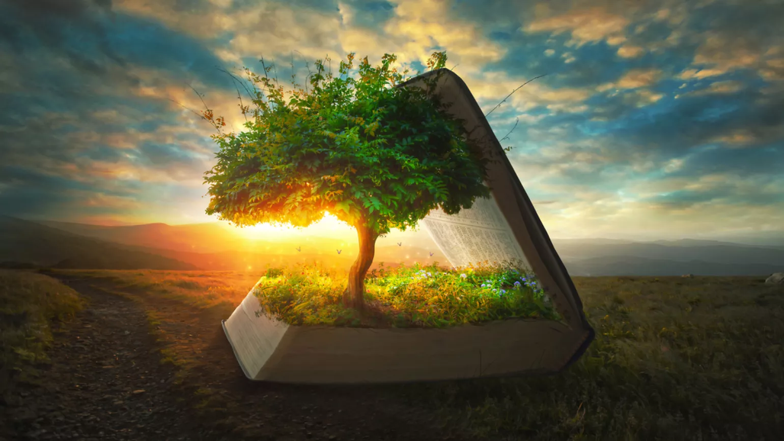 Book slightly open with a tree emerging from the pages sunset background 